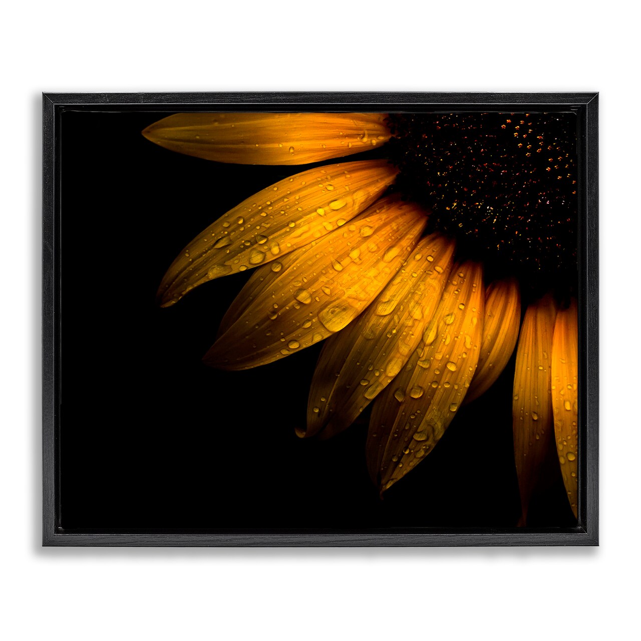 Stupell Industries Water Droplets on Sunflower Floating Frame, design by Brian Carson Photography
